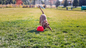 Exciting Pet Toys For Happiness