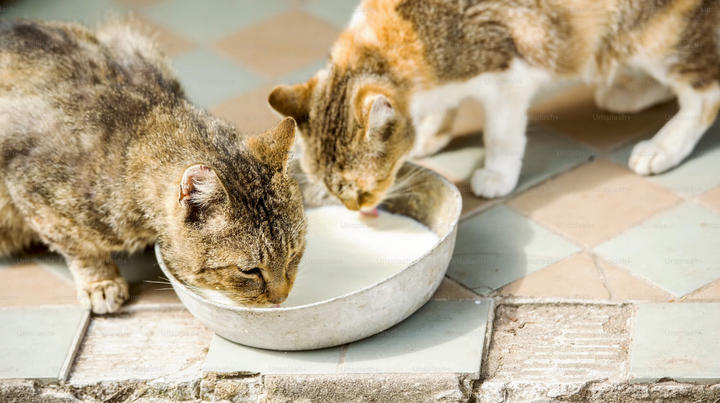 Better Pet Feeding Every Day